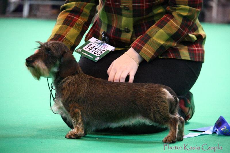 Crufts2011_2 1636.jpg